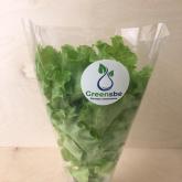 Салат Листовой