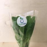 Салат Ромено