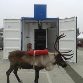 Мини-бойня для оленей на выставке