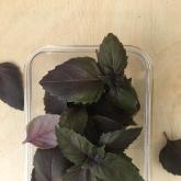 Базилик Фиолетовый