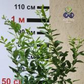 Питомник "Merry Berry"