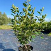 Совьяки-Парк