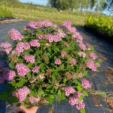 Совьяки-Парк