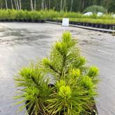 Совьяки-Парк