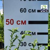 Питомник "Merry Berry"