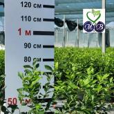 Питомник "Merry Berry"