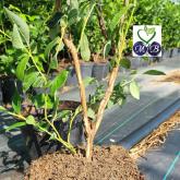 Питомник "Merry Berry"