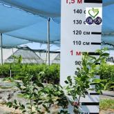 Питомник "Merry Berry"