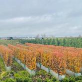 Совьяки-Парк