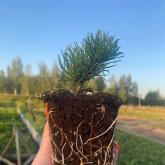 Совьяки-Парк