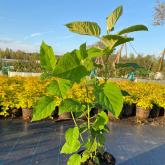 Совьяки-Парк