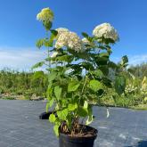 Совьяки-Парк