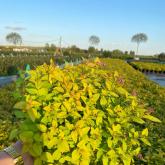 Совьяки-Парк