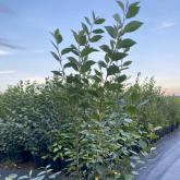 Совьяки-Парк