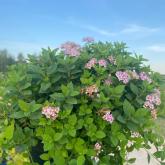 Совьяки-Парк