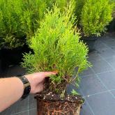 Совьяки-Парк