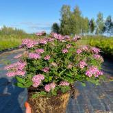 Совьяки-Парк