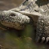 Садовая фигура черепаха