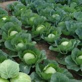 Урожай 2023. После применения сапропеля