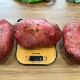 Урожай 2023. После применения сапропеля