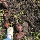 Урожай 2023. После применения сапропеля