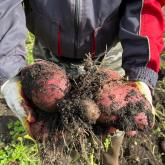 Урожай 2023. После применения сапропеля