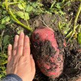 Урожай 2023. После применения сапропеля