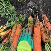 Урожай 2023. После применения сапропеля