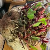 Урожай 2023. После применения сапропеля