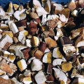 «Грибной Алтай»