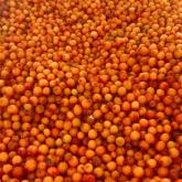 «Грибной Алтай»