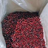 «Грибной Алтай»