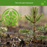 Оформление лесной декларации