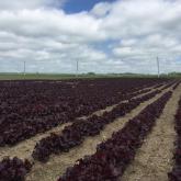 ИП Качура Надежда Александровна