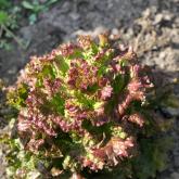 ИП Качура Надежда Александровна