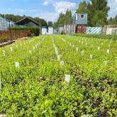 ООО "СОВЬЯКИ-ПАРК"