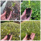 ООО "СОВЬЯКИ-ПАРК"