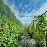 ООО "СОВЬЯКИ-ПАРК"