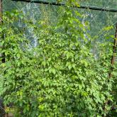 ООО "СОВЬЯКИ-ПАРК"