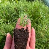 ООО "СОВЬЯКИ-ПАРК"