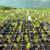 ООО "СОВЬЯКИ-ПАРК"