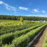 ООО "СОВЬЯКИ-ПАРК"