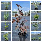 ООО "СОВЬЯКИ-ПАРК"