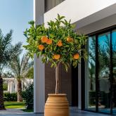 Кашпо «Бидон» для деревьев