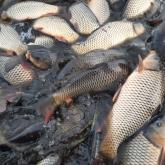 ООО " КАРПИНВЕСТ"