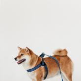 Фирма Каскад