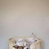 ХАНТИНГ ПОНИ