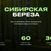 Сибирская Береза