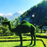 Фабрика Бачо