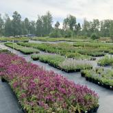 Малиновский питомник растений